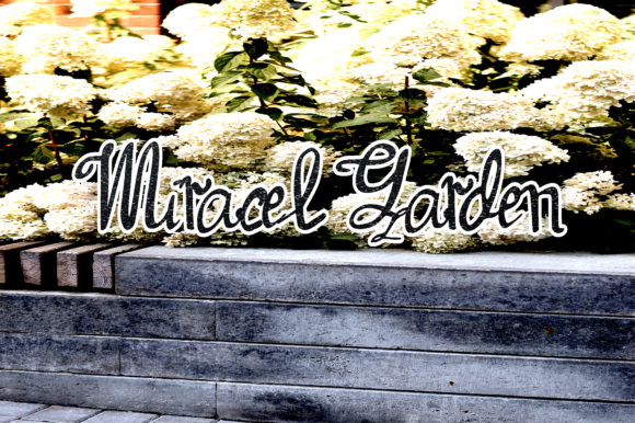 Miracel Garden: A Fluid Handwritten Font for Web Design